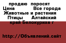 продаю  поросят  › Цена ­ 1 000 - Все города Животные и растения » Птицы   . Алтайский край,Белокуриха г.